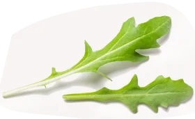 Руккола свежая