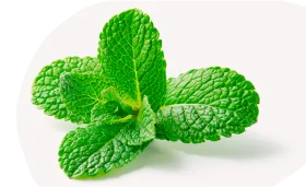 Мята свежая