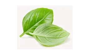 Базилик свежий или сушеный